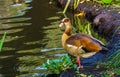 Portrait Of A Egyptian Goose Standing At The Water Side, Colorful And Tropical Bird Specie From Africa