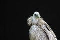 Portrait Egyptian vulture Royalty Free Stock Photo