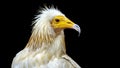 Portrait of an Egyptian Vulture isolated on a black background