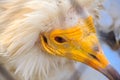 Portrait egyptian vulture or Neophron percnopterus Royalty Free Stock Photo