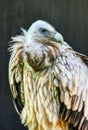 Portrait Egyptian vulture