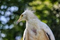 Portrait Egyptian vulture Royalty Free Stock Photo