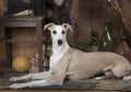 Portrait of eight months old Whippet dog Royalty Free Stock Photo