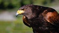 Portrait eines Bussards bei schÃ¶nem Wetter Royalty Free Stock Photo