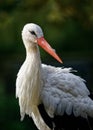 Portrait of an adult white stork with a blue eye Portrait eines erwachsenen Weissstorches mit blauem Auge