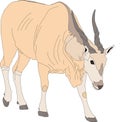 Portrait of an eland antelope