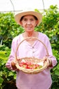 Portrait of an elderly Asian woman in a farm holding a wooden basket of strawberries. Royalty Free Stock Photo