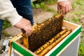 Portrait of an elderly male beekeeper in an apiary near beehives with a frame of honeycombs in the hands