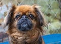 Portrait of an elderly Pekingese with a wise look