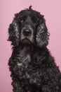 Portrait of an elderly senior cocker spaniel dog looking at camera on a pink background Royalty Free Stock Photo