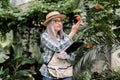 Portrait of elderly woman gardener wearing straw hat and apron, holding a clipboard, while working in a greenhouse or Royalty Free Stock Photo