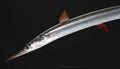 Sleek Silver Needlefish Isolated on Black Royalty Free Stock Photo