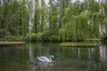 Portrait of elegant and beautiful swan in the lake Royalty Free Stock Photo