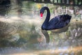 Portrait of an elegant black swan. Royalty Free Stock Photo