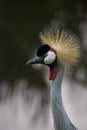 Portrait of elegant exotic bird Gray crowned crane Royalty Free Stock Photo