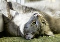 Portrait of elegant grey cat, domestic cat in blur background, portrait,domestic cat,cat with green eyes close up in focal focus, Royalty Free Stock Photo