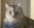 Portrait of elegant grey cat, domestic cat in blur background, portrait,domestic cat,cat with green eyes close up in focal focus, Royalty Free Stock Photo