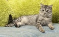 Portrait of elegant grey curious Cat, cat on bed, kitten on a sofa, cat portrait, kitten with green eyes close up