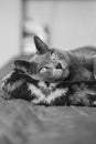 Portrait of an elegant slender Russian Blue Cat. Black and white photo,