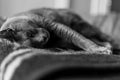 Portrait of an elegant slender Russian Blue Cat. Black and white photo,