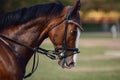 Elegant sorrel horse on eventing competition