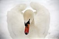 Portrait of elegant swan posing in the snow