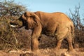 Portrait of elephant Royalty Free Stock Photo