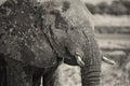 Portrait of an Elephant in black and white Royalty Free Stock Photo