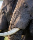 Portrait of an elephant. Close-up. Africa. Kenya. Tanzania. Serengeti. Maasai Mara. Royalty Free Stock Photo