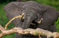 Portrait of an elephant. Close-up. Africa. Kenya. Tanzania. Serengeti. Maasai Mara. Royalty Free Stock Photo