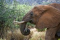 Portrait of an elephant. Close-up. Africa. Kenya. Tanzania. Serengeti. Maasai Mara. Royalty Free Stock Photo