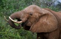 Portrait of an elephant. Close-up. Africa. Kenya. Tanzania. Serengeti. Maasai Mara. Royalty Free Stock Photo