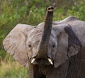 Portrait of an elephant. Close-up. Africa. Kenya. Tanzania. Serengeti. Maasai Mara.
