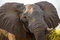 Portrait of the elephant close-up. Zambia. Lower Zambezi National Park. Royalty Free Stock Photo