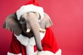 Portrait of an Elephant Dressed in a Red Santa Claus Costume in Studio with Colorful Background