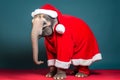 Portrait of an Elephant Dressed in a Red Santa Claus Costume in Studio with Colorful Background