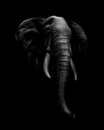 Portrait of an elephant head on a black background Royalty Free Stock Photo