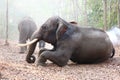 Portrait of Elephant and mahout in the forest.