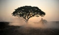 Portrait of Elephant and mahout in the forest against sunrise