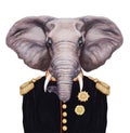 Portrait of Elephant in military uniform.