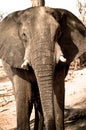 Portrait Elephant Royalty Free Stock Photo