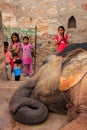 Portrait of an elephant receiving care at small elephant quarters