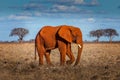 Portrait of an elephant in the Tsavo National Park, Kenya Royalty Free Stock Photo