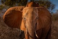 Portrait of an elephant in the Tsavo National Park, Kenya Royalty Free Stock Photo