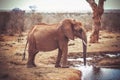 Portrait of an elephant in the Tsavo National Park, Kenya Royalty Free Stock Photo