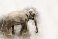 Portrait Of An Elephant, Watercolor Painting. Animal Illustration