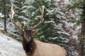 Portrait of the elk (Cervus canadensis) in winter forest Royalty Free Stock Photo