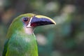Portrait of an emerald toucanet Royalty Free Stock Photo
