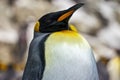 Portrait of an Emperor Penguin in the Cold Antarctic