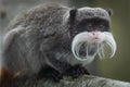Portrait of a emperor tamarin Royalty Free Stock Photo